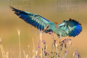 Photos of European Roller (Coracias garrulus)