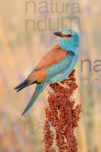 Foto di Ghiandaia marina (Coracias garrulus)