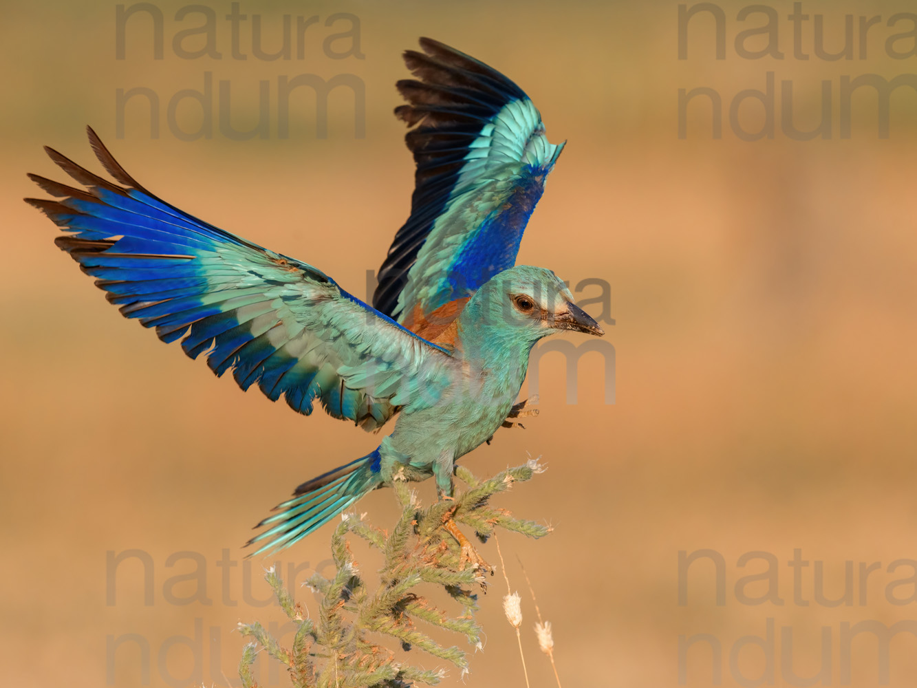 Foto di Ghiandaia marina (Coracias garrulus)