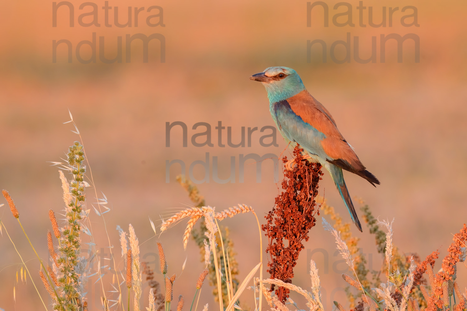 Foto di Ghiandaia marina (Coracias garrulus)