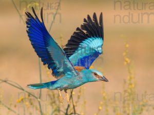 Photos of European Roller (Coracias garrulus)