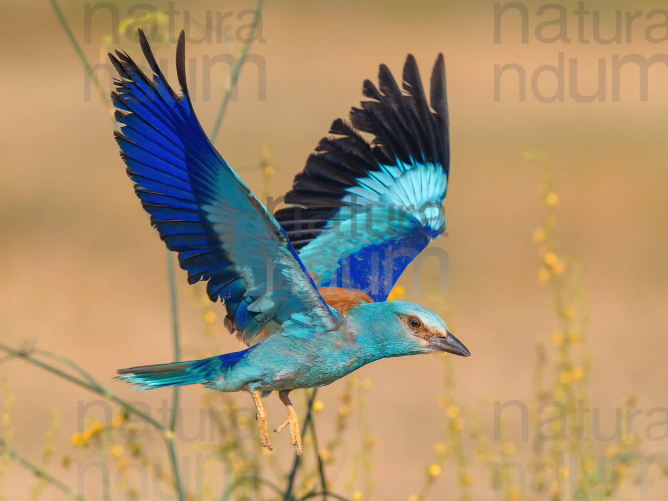 Photos of European Roller (Coracias garrulus)