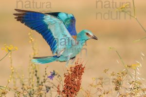 Photos of European Roller (Coracias garrulus)