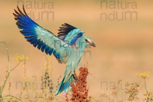 Photos of European Roller (Coracias garrulus)