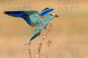 Photos of European Roller (Coracias garrulus)