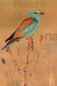 Foto di Ghiandaia marina (Coracias garrulus)