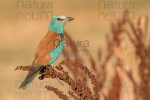 Foto di Ghiandaia marina (Coracias garrulus)