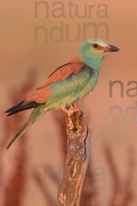 Foto di Ghiandaia marina (Coracias garrulus)