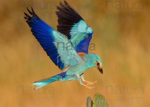 Photos of European Roller (Coracias garrulus)