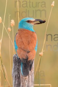 Foto di Ghiandaia marina (Coracias garrulus)