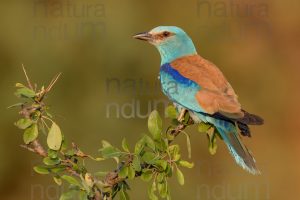 Foto di Ghiandaia marina (Coracias garrulus)