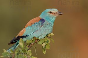 Foto di Ghiandaia marina (Coracias garrulus)