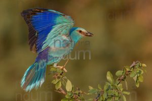 Photos of European Roller (Coracias garrulus)