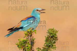 Foto di Ghiandaia marina (Coracias garrulus)