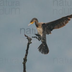 Foto di Cormorano (Phalacrocorax carbo)