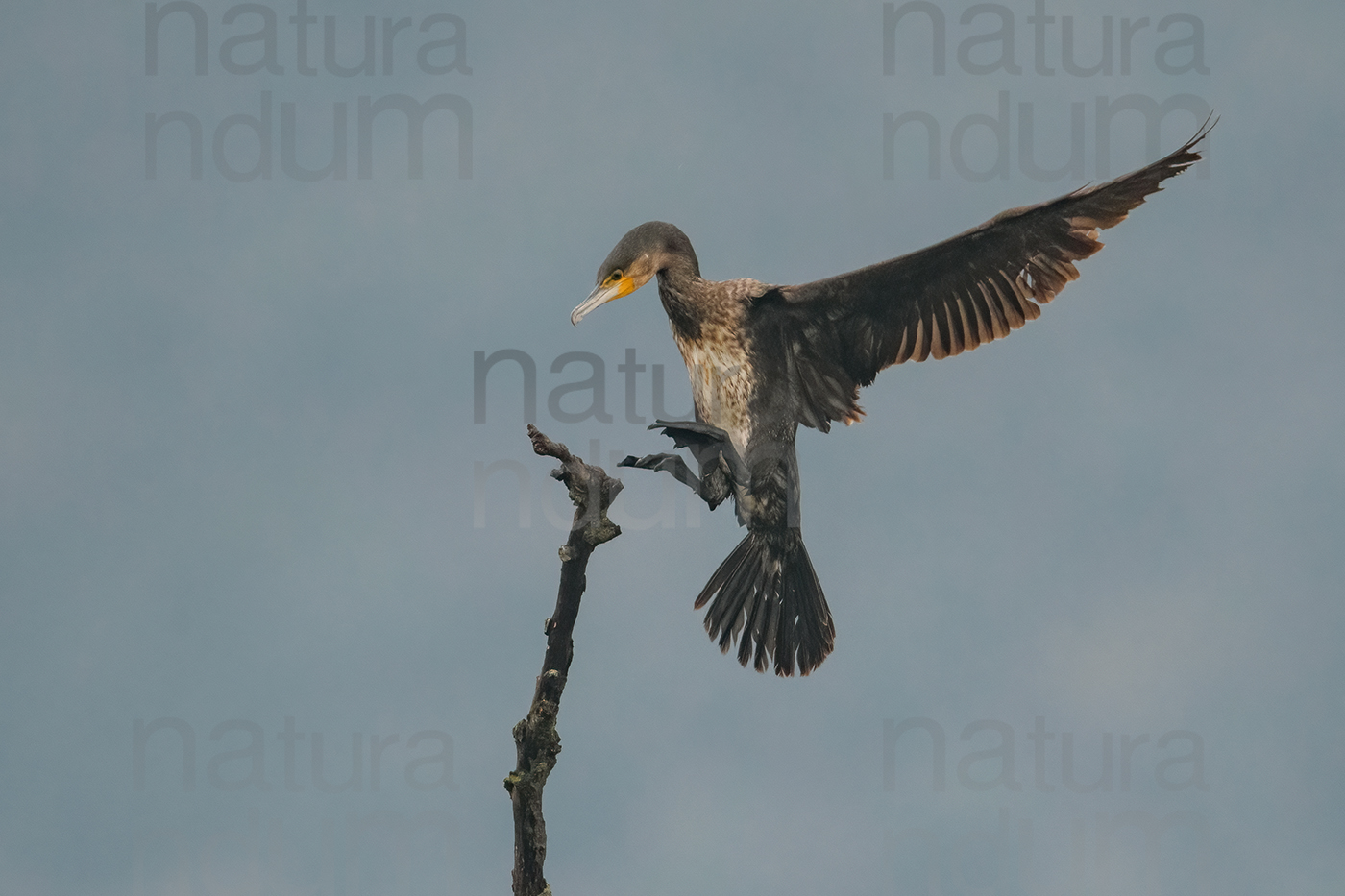 Foto di Cormorano (Phalacrocorax carbo)