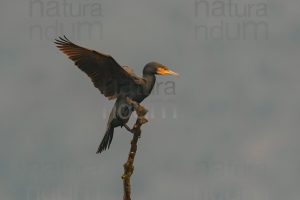 Photos of Great Cormorant (Phalacrocorax carbo)