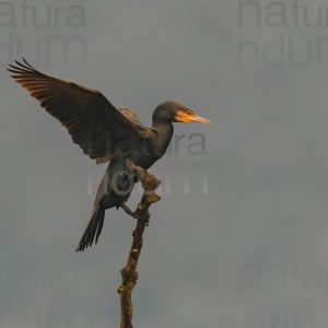 Foto di Cormorano (Phalacrocorax carbo)