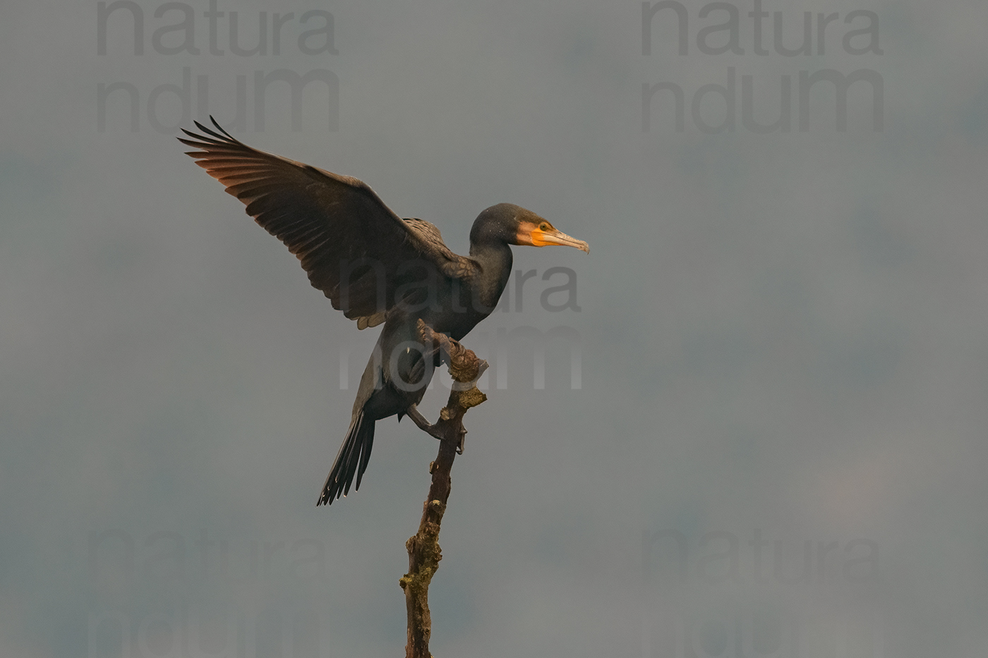 Foto di Cormorano (Phalacrocorax carbo)