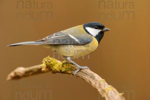 Foto di Cinciallegra (Parus major)