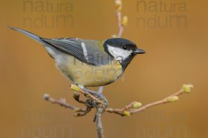 Foto di Cinciallegra (Parus major)