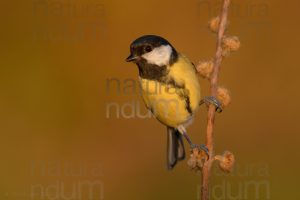 Foto di Cinciallegra (Parus major)