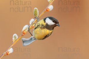 Photos of Great Tit (Parus major)