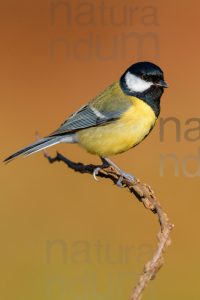 Photos of Great Tit (Parus major)