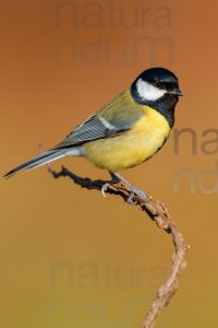 Foto di Cinciallegra (Parus major)