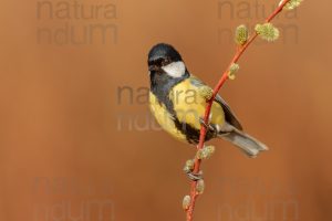 Foto di Cinciallegra (Parus major)