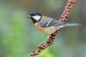 Photos of Great Tit (Parus major)