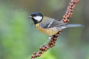 Foto di Cinciallegra (Parus major)