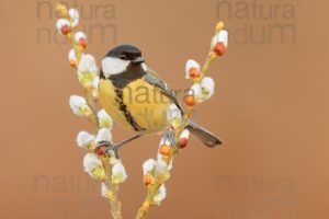 Foto di Cinciallegra (Parus major)