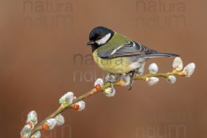 Foto di Cinciallegra (Parus major)