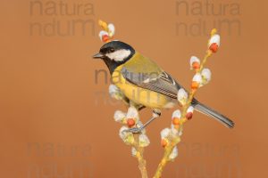 Foto di Cinciallegra (Parus major)