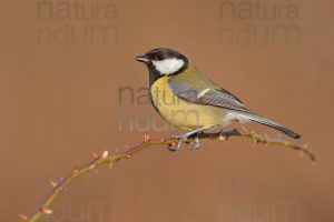 Foto di Cinciallegra (Parus major)