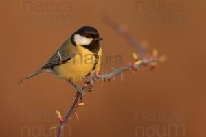 Foto di Cinciallegra (Parus major)