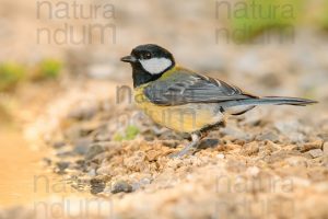 Foto di Cinciallegra (Parus major)