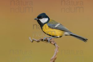 Foto di Cinciallegra (Parus major)