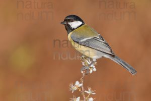 Foto di Cinciallegra (Parus major)