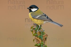 Photos of Great Tit (Parus major)