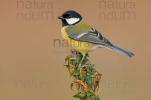 Foto di Cinciallegra (Parus major)