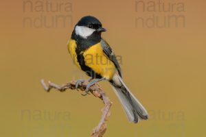 Foto di Cinciallegra (Parus major)