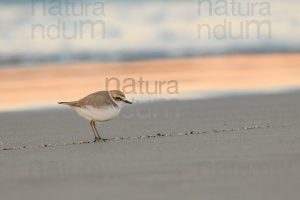 Foto di Fratino (Charadrius alexandrinus)