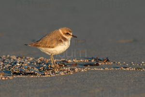 Foto di Fratino (Charadrius alexandrinus)