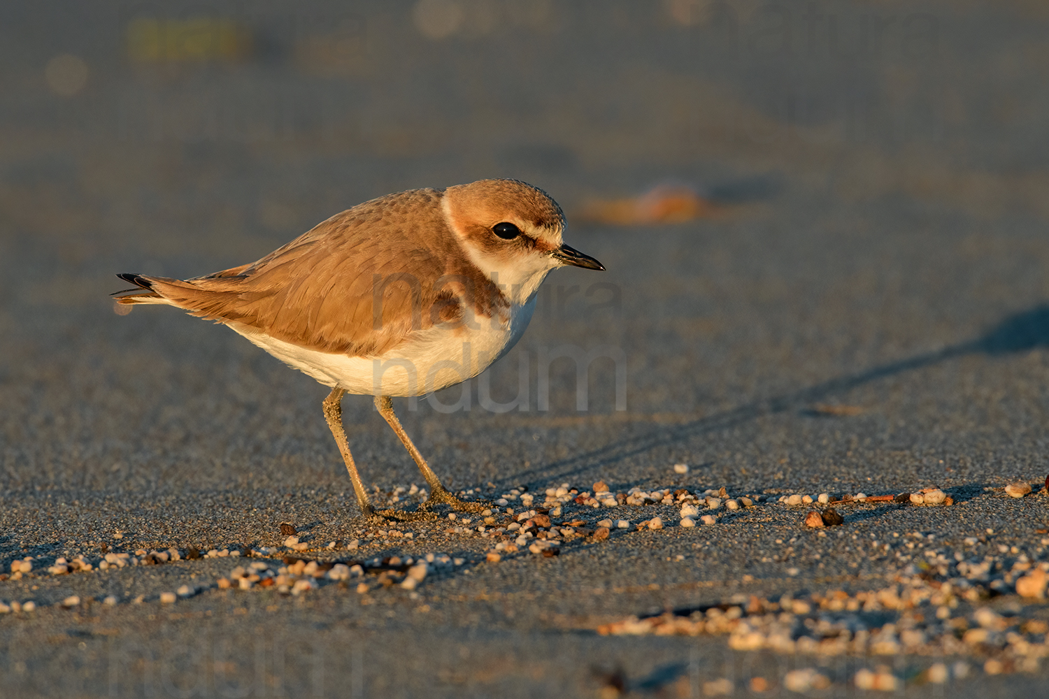 Foto di Fratino (Charadrius alexandrinus)