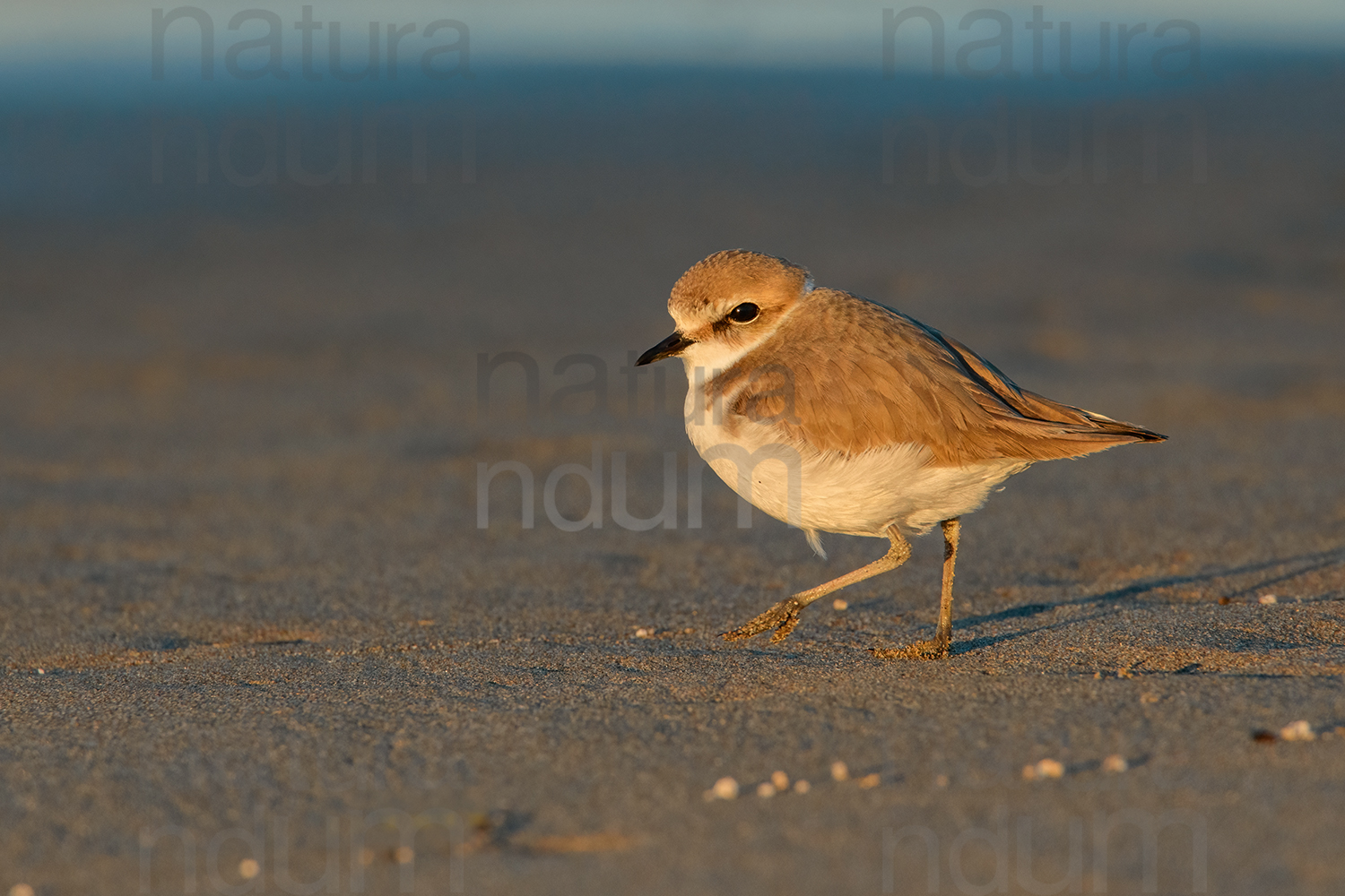 Photos of Kentish Plover (Charadrius alexandrinus)