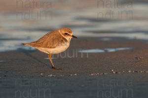 Photos of Kentish Plover (Charadrius alexandrinus)