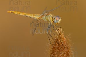 Foto di cardinale venerosse (Sympetrum fonscolombii)