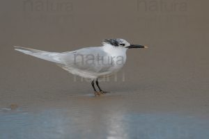 Photos of Sandwich Tern (Thalasseus sandvicensis)